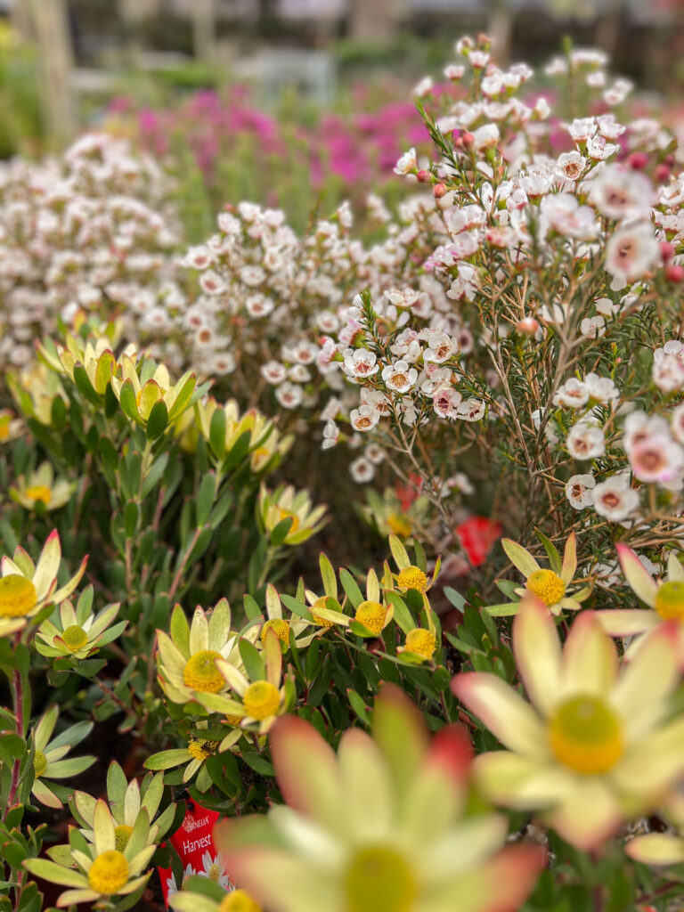 Coastal Gardening Guide for Swakopmund